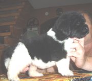 Превью фото № 131798