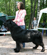 Превью фото № 131913