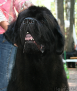 Превью фото № 131937