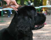 Превью фото № 131941