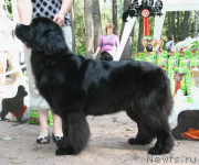 Превью фото № 131942