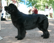 Превью фото № 131955