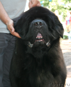 Превью фото № 131967