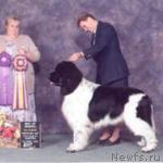 Превью фото № 132