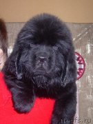 Превью фото № 132005