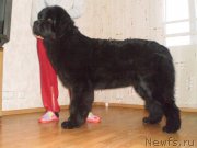 Превью фото № 132007