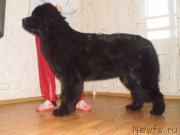 Превью фото № 132008