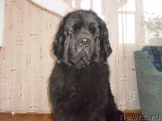 Превью фото № 132009