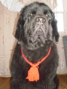 Превью фото № 132010