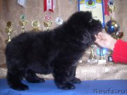 Превью фото № 132013