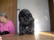 Превью фото № 132014