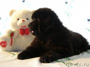 Превью фото № 132065