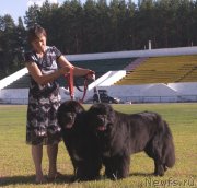 Превью фото № 132066