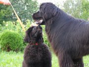 Превью фото № 132067