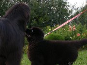 Превью фото № 132069