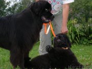 Превью фото № 132070