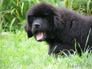 Превью фото № 132072