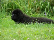 Превью фото № 132073