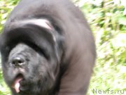 Превью фото № 132088