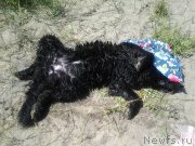 Превью фото № 132089