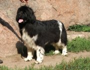 Превью фото № 132094