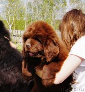 Превью фото № 132114