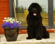 Превью фото № 132130