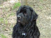 Превью фото № 132162