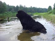 Превью фото № 132167