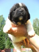 Превью фото № 132175