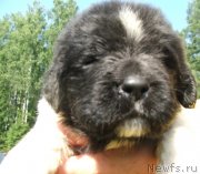 Превью фото № 132176