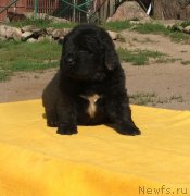 Превью фото № 132178