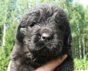 Превью фото № 132180