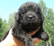 Превью фото № 132183