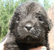 Превью фото № 132184