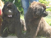 Превью фото № 132189