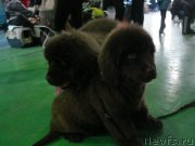 Превью фото № 132192