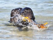 Превью фото № 132210
