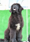 Превью фото № 132237