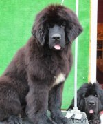 Превью фото № 132238