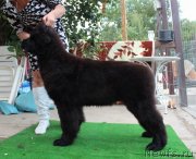 Превью фото № 132239