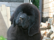 Превью фото № 132256