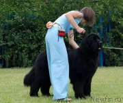 Превью фото № 132266