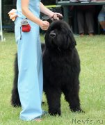 Превью фото № 132268