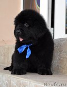 Превью фото № 132285