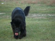 Превью фото № 132304