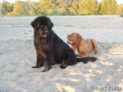 Превью фото № 132306