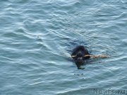 Превью фото № 132326