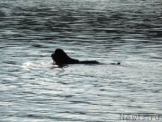 Превью фото № 132334