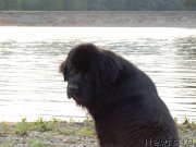 Превью фото № 132339